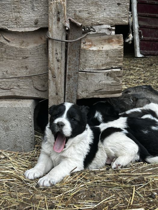 продам Щенки Алабая