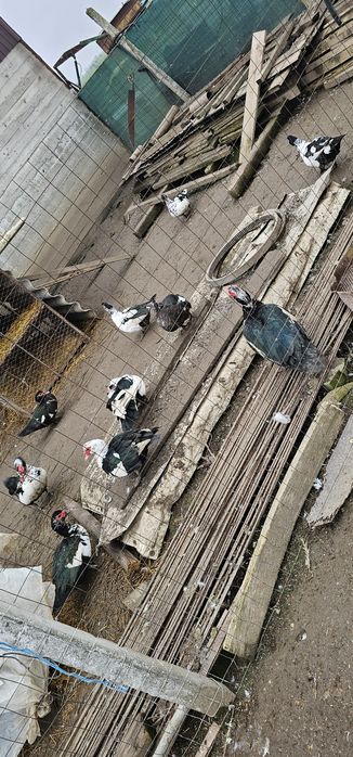 De vanzare Rate mute si gaini/cocosi