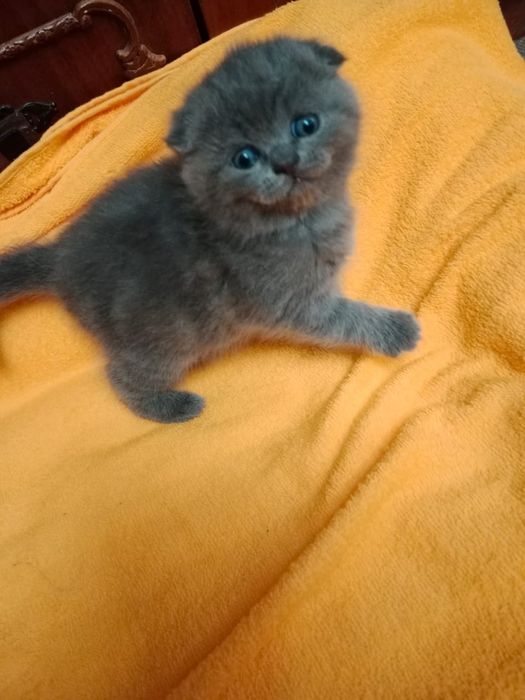 Кошечки и котики шотландские висЛоуХие