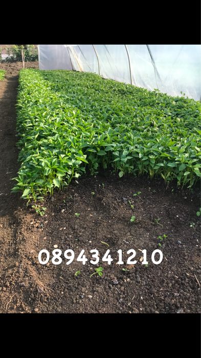 Разсад от производител