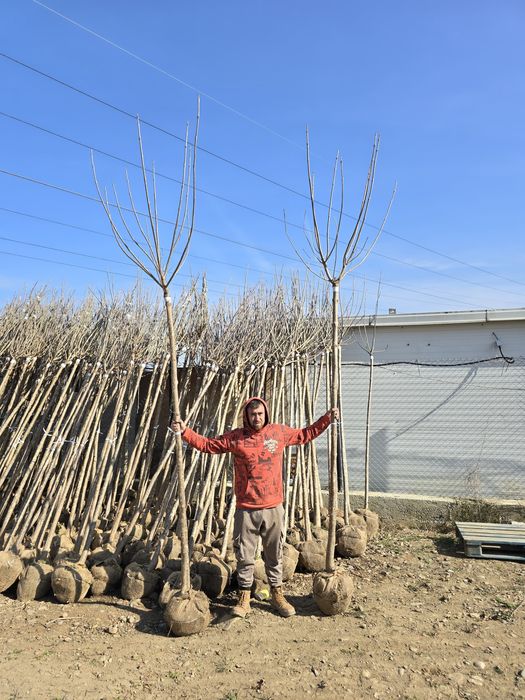 Mesteacăn Tei platani Stejar catalpa
