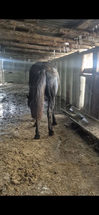 Айгыр Жкребецы ..