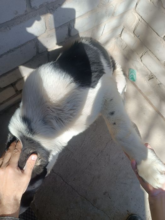 Продается тобет (сука)