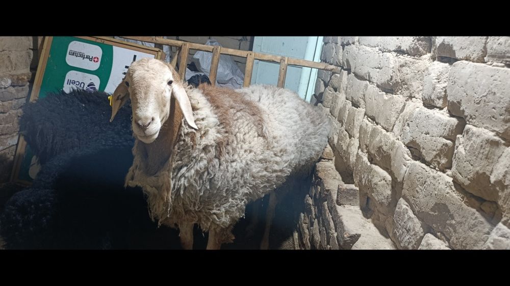 Кучкор сотилади яхши бокилган
