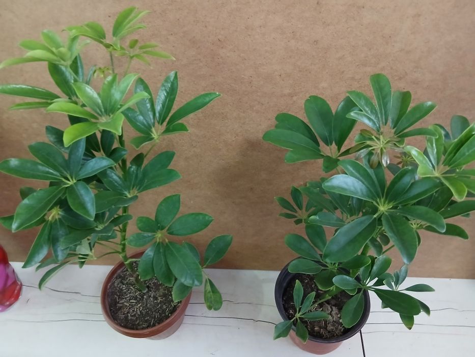 Шефлера высота 45-50см