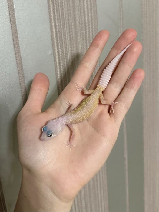 Эублефар малышь