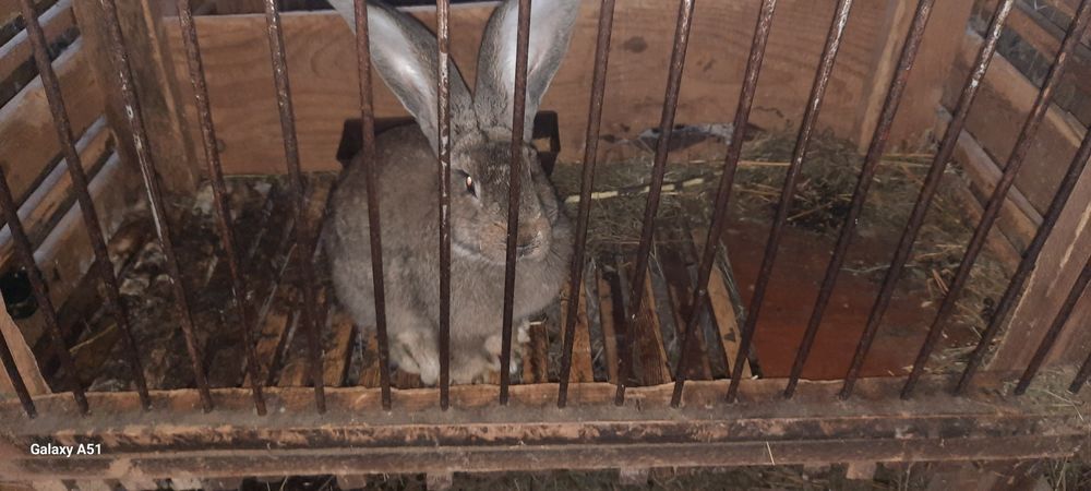 Iepuroi Urias German