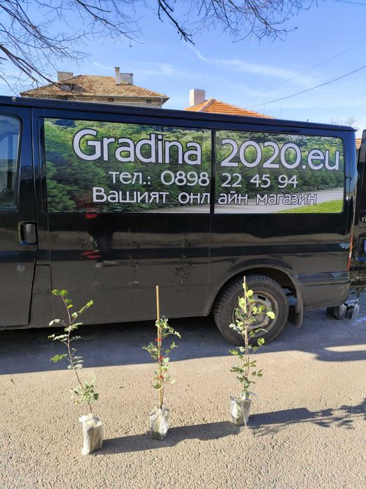 Рожков - Ceratonia siliqua L. - Фиданки