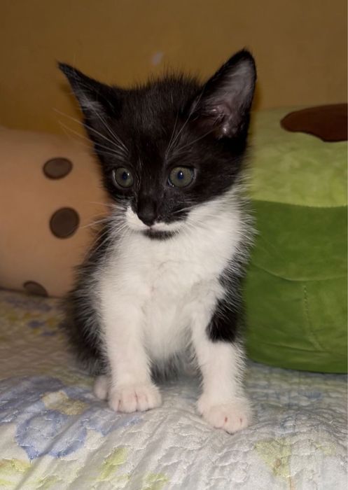 Отдам котят в хорошие руки