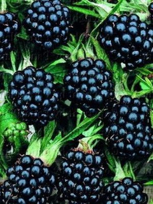 Продам рассаду дачную