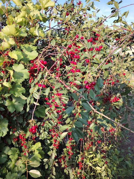 Продается вишня с дачи