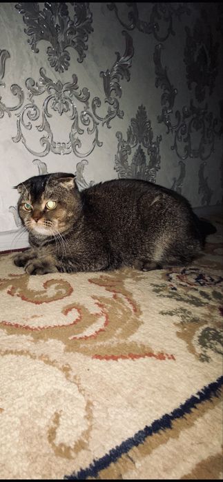 Кот в хорошие руки 1 год