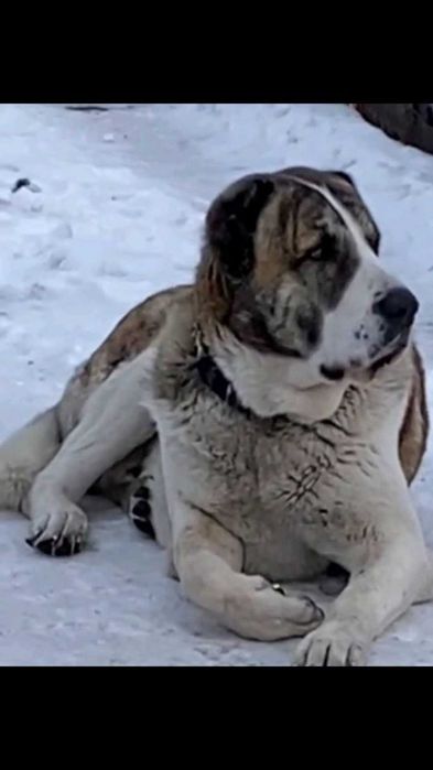 Ищем девочку САО. для вязки.