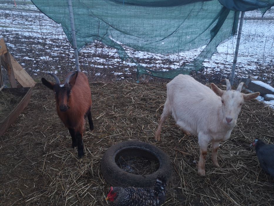 Vand capre gestante, si iedute!