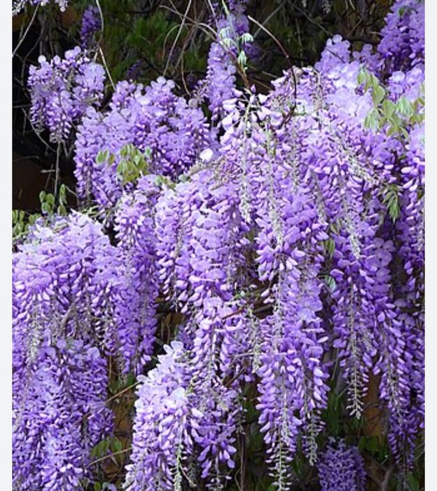 Глицина гули сотилади манзаралик хушбу́й хидлик