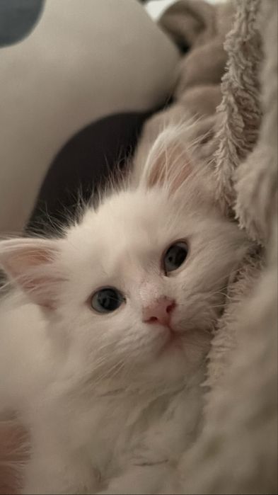 Кошка в добрые руки