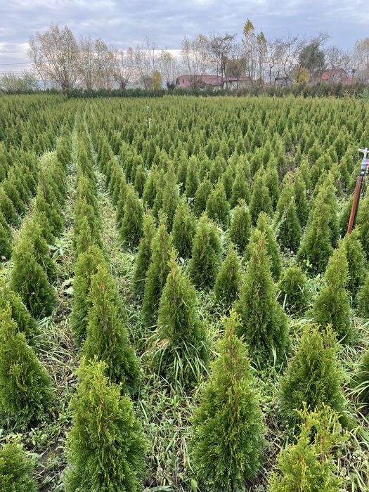 Vand tuia smarald  50 , 80 , 100 , 150 cm engros