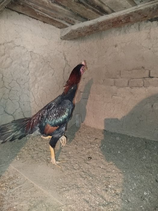 Dakan xo'roz sotiladi