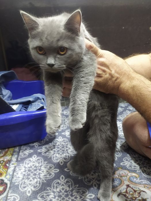Британские кошечки