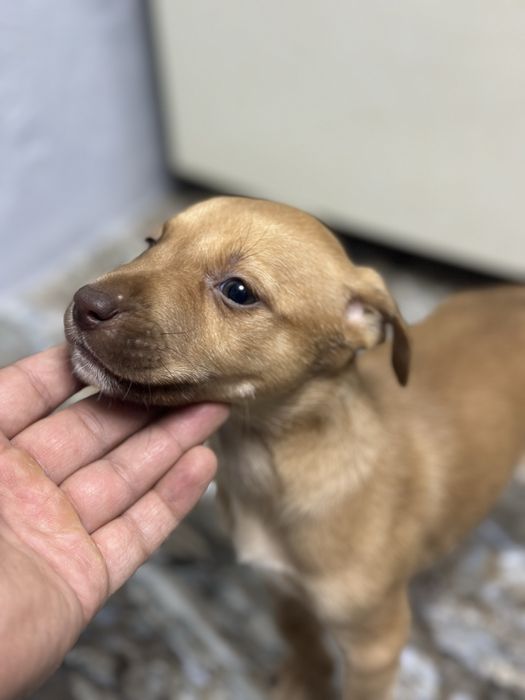 Щенок питбуля продам