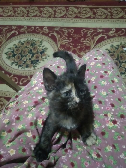 Котёнок девочка в добрые руки!