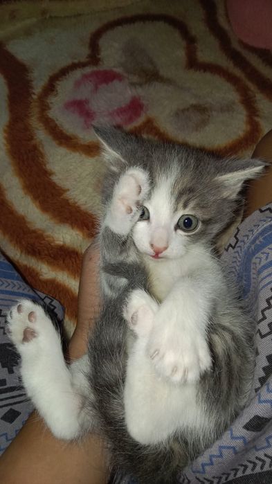 Отдам котят в хорошие руки