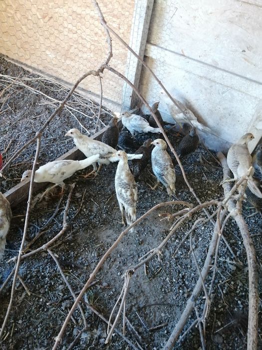 Fazani auriu pe roșu, galben și piersică, mai am doar băieți.