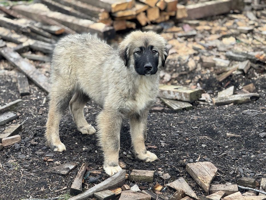 Pui Ciobanesc Romanesc Carpatin