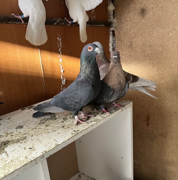 Гълъби Египетски суифт