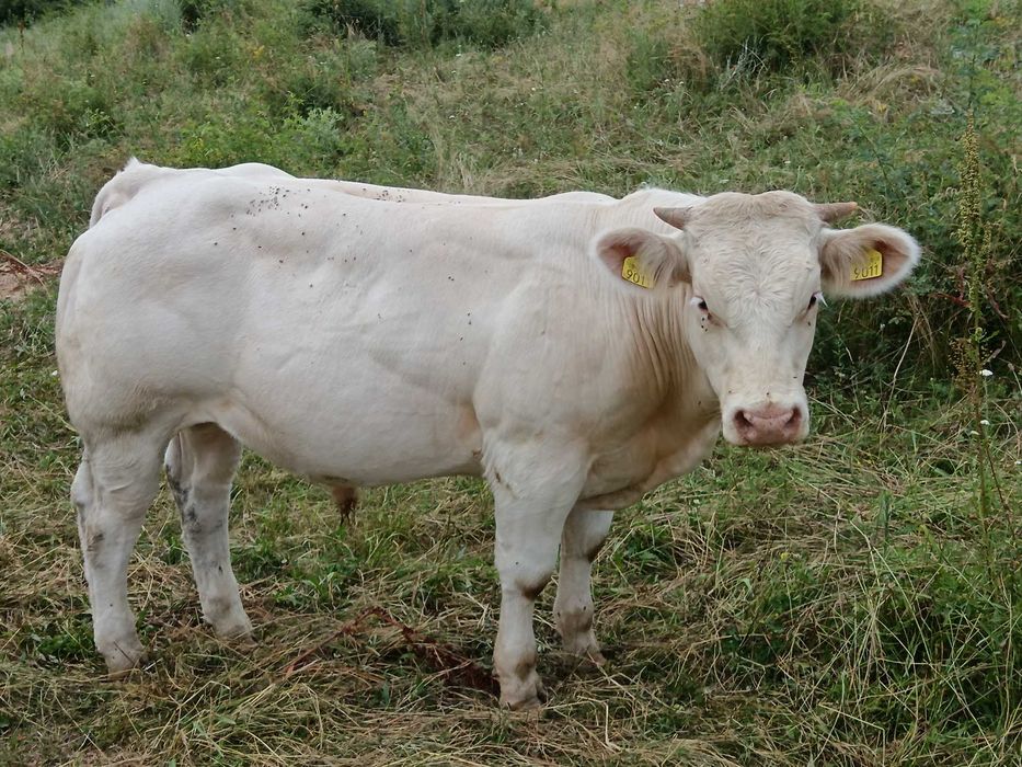 Tăuraș charolais