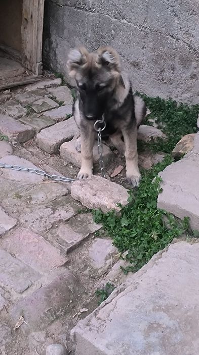 Животные собаки...