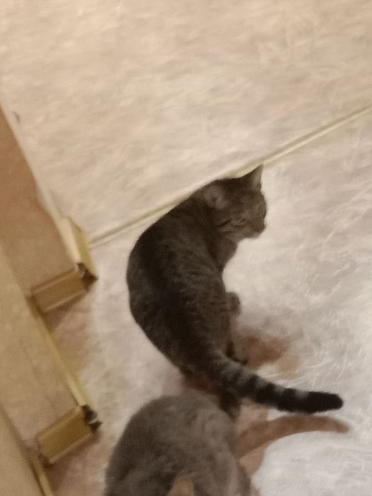 отдадим ласковогг котика в добрые руки