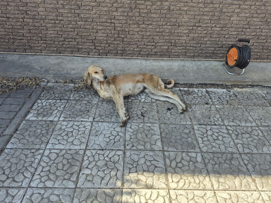 Продам собаку тазы и ягтерьер