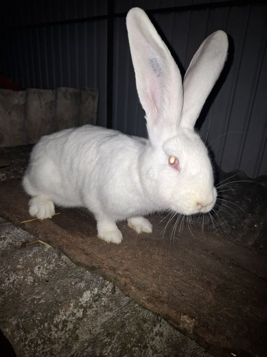 Vand femela urias german alb