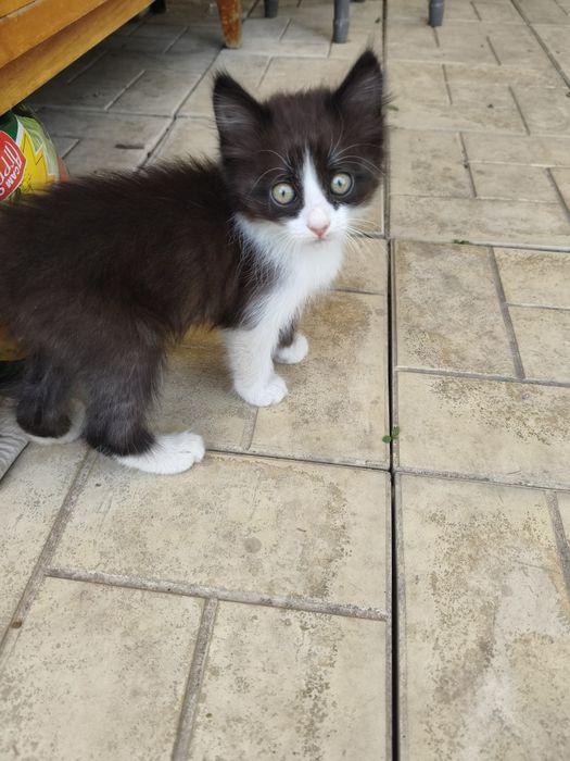 Котята и кошка крысыловка.