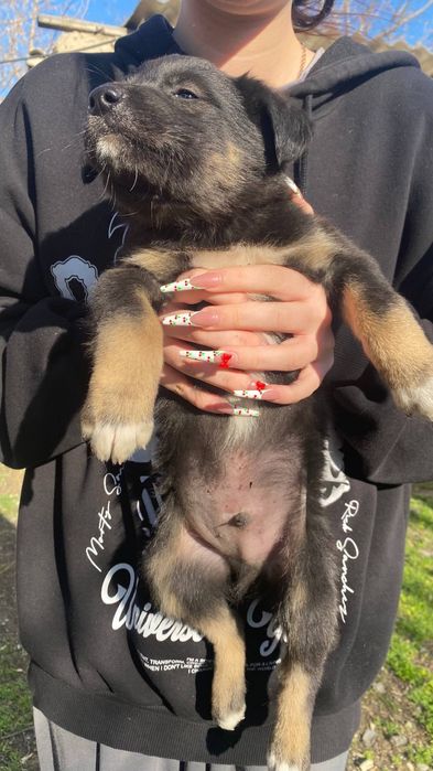 отдадим щенят в добрые руки