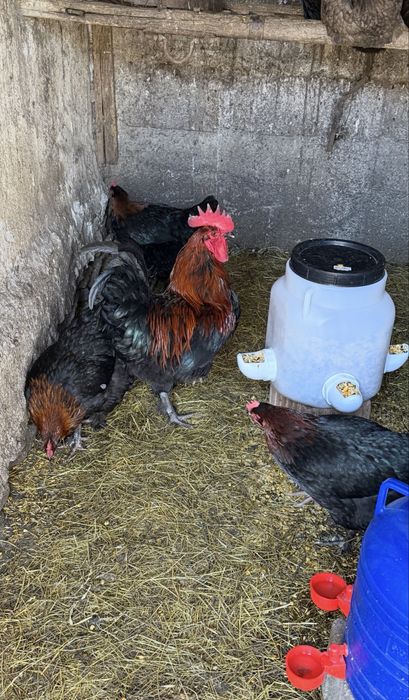 Oua Marans, Araucana si Pita Pinta