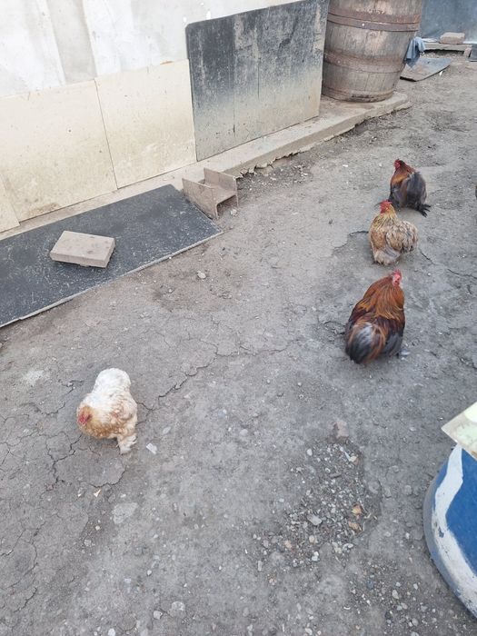 Vand 2 perechi cochinchina pitic