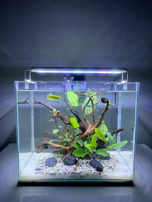 Ремонт и обслуживание аквариума