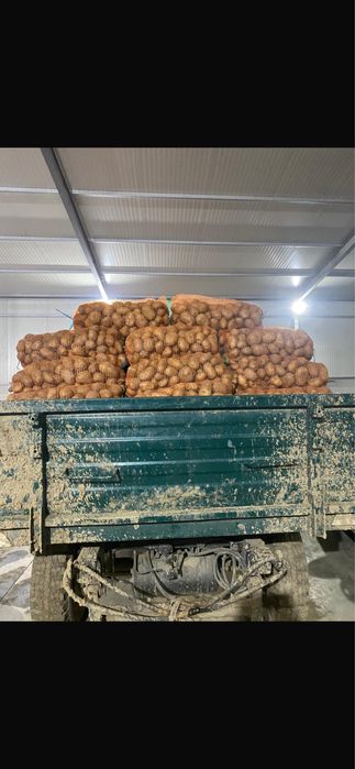 Cartofi alb de consum