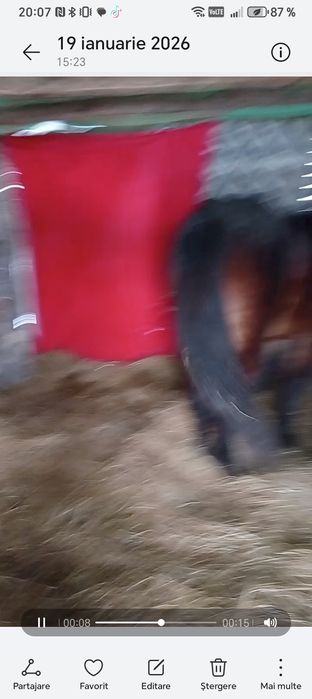 Am un cârlan armăsar frumos semigreu