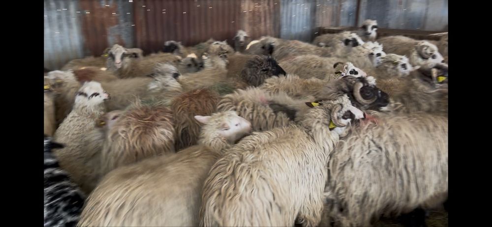Vand 190 de oi cu miei