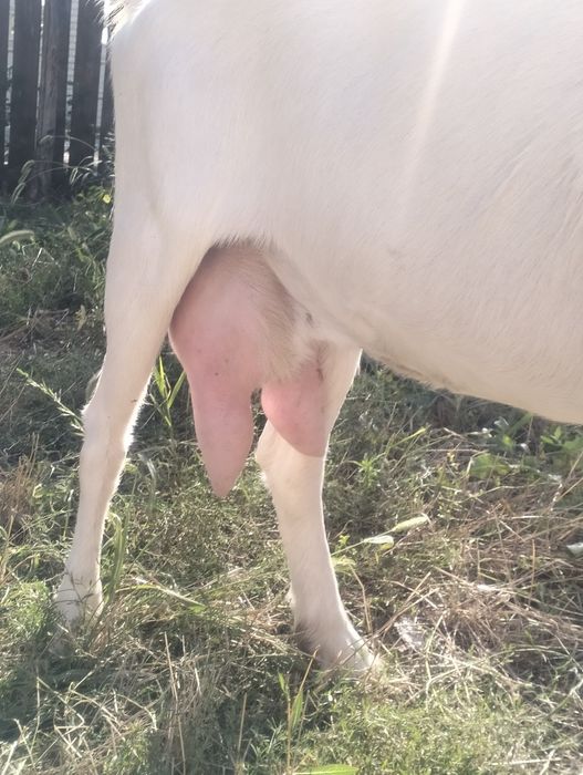 De vânzare capră sannen gestantă