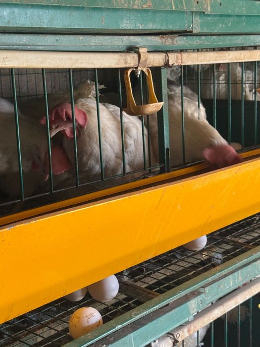 Несушки Легорн белая