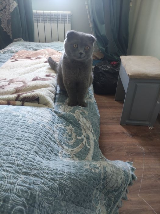 Кот породы скоттиш фолд