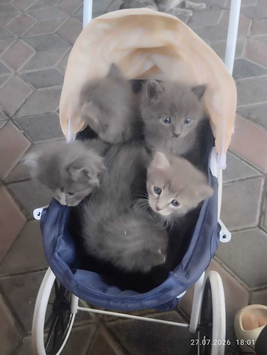 Котята .                               .