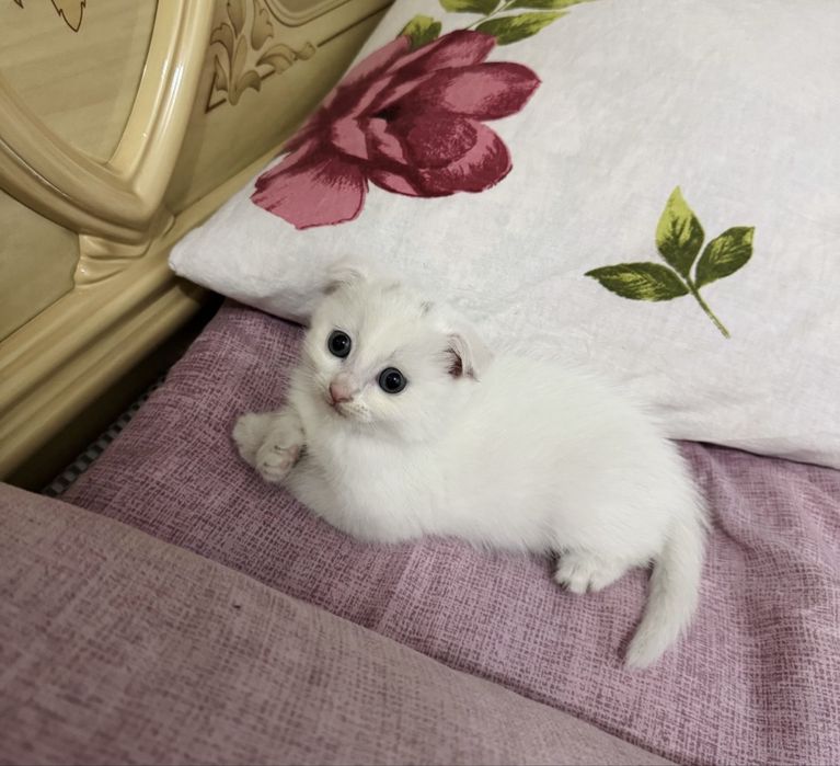 Шотландский вислоухий