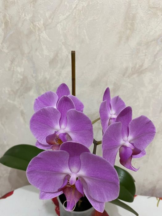 Продам Орхидею цена 4500