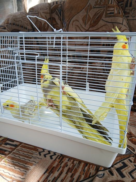 Корелла попугай домашние