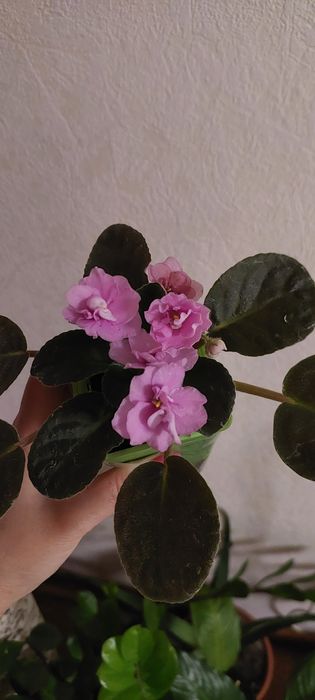 Фиалки 1000тг цветут